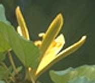 yellow pterospermum_acerifolium